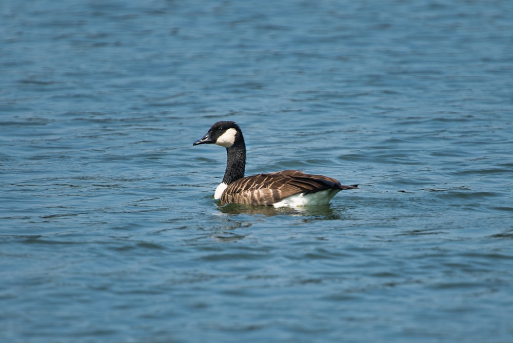 mallard duck in bod of water