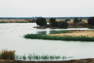 A protected wetland area with diverse bird species resting among reeds.