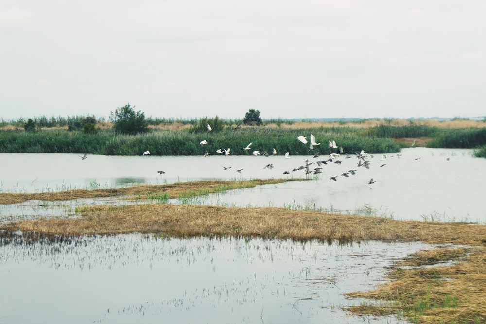 flying flock of birds