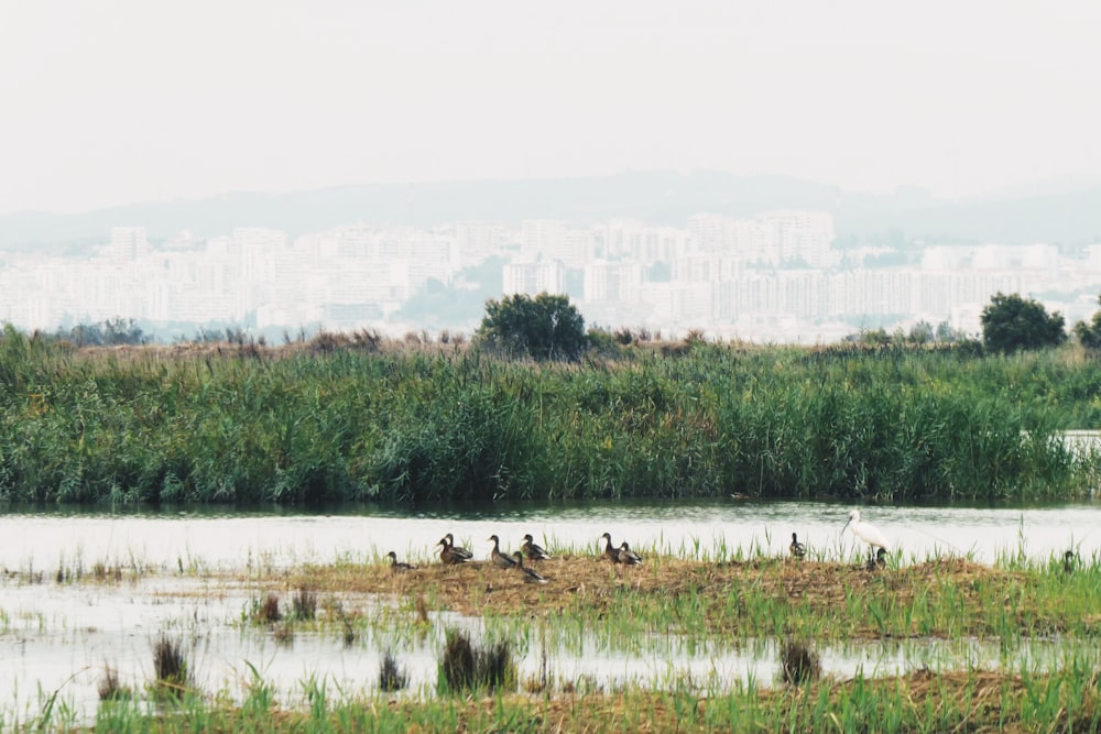 ducks near body of water during daytime