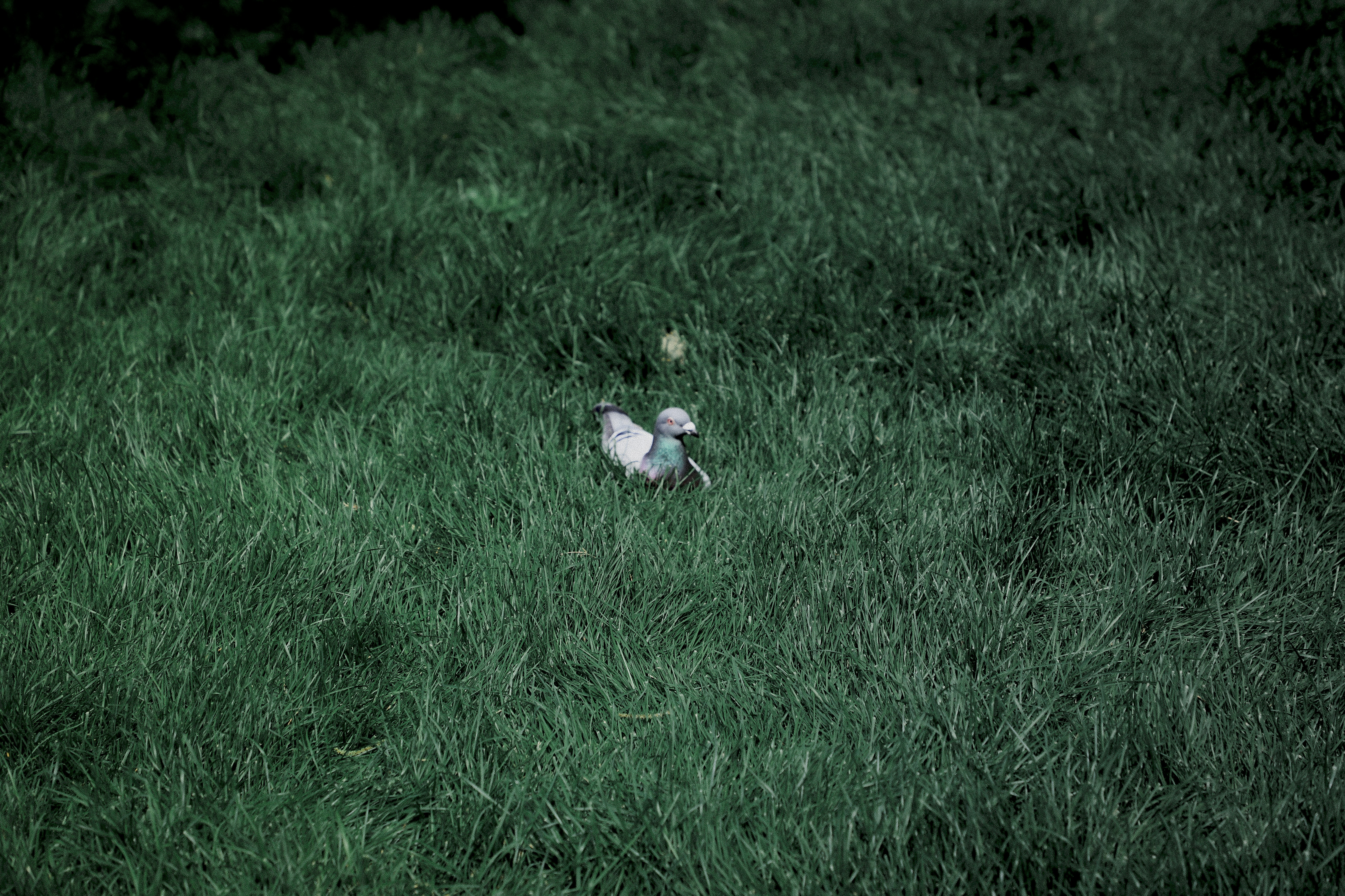 Définition de flockbook Dictionnaire français La langue française