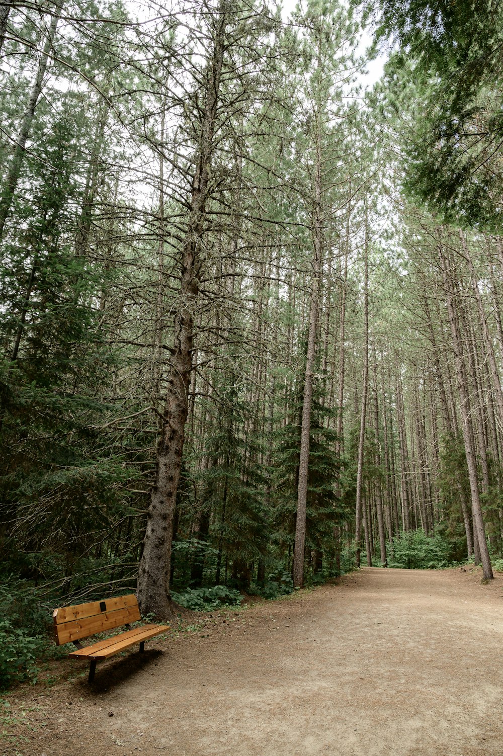 brown wooden bench beside pathway and trees