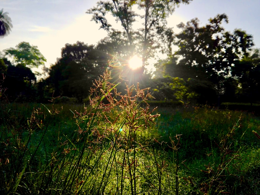 sun shining on plants