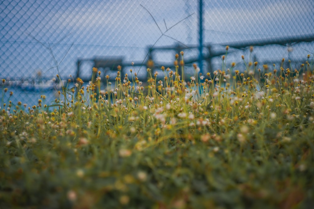 yellow petaled flower