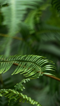 green-leafed plant