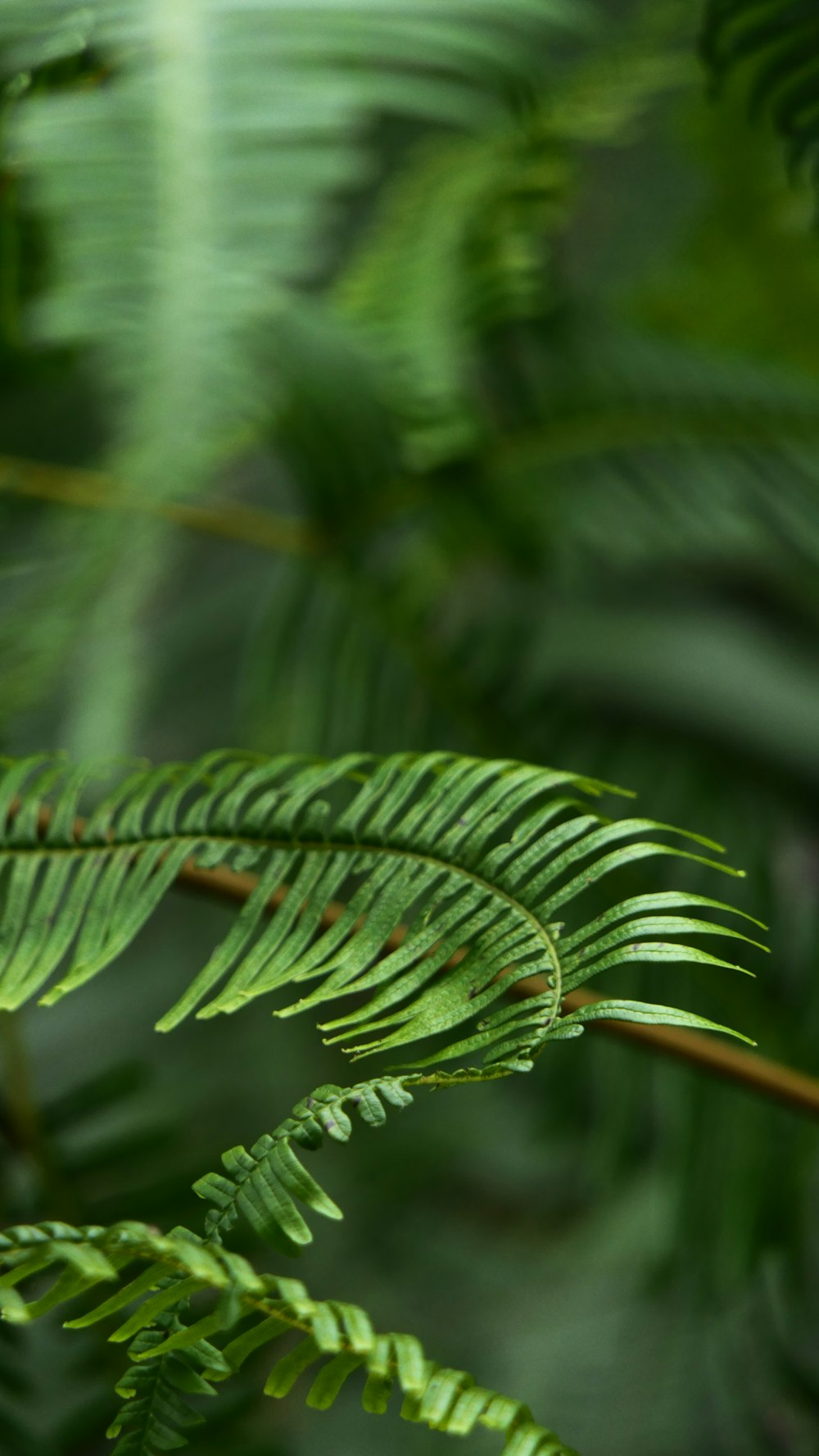 green-leafed plant