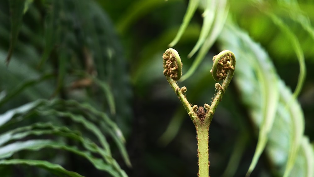 green plant