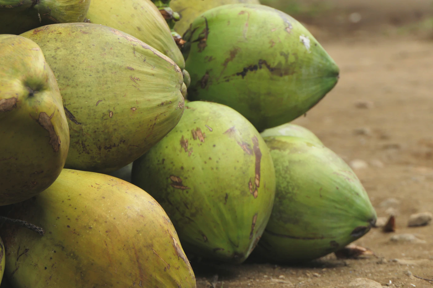 Fresh green coconuts arranged for commercial handling