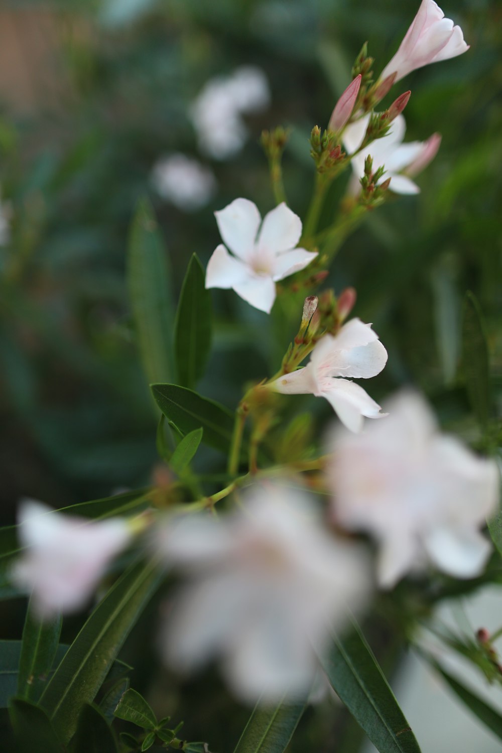 photographie de fleurs à pétales blancs