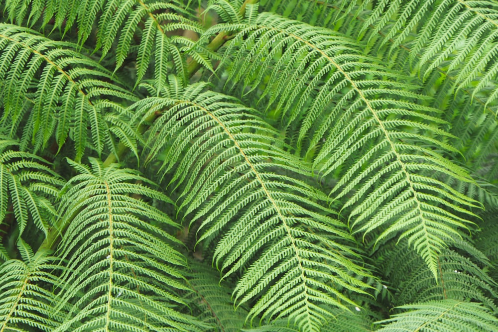 green fern plant