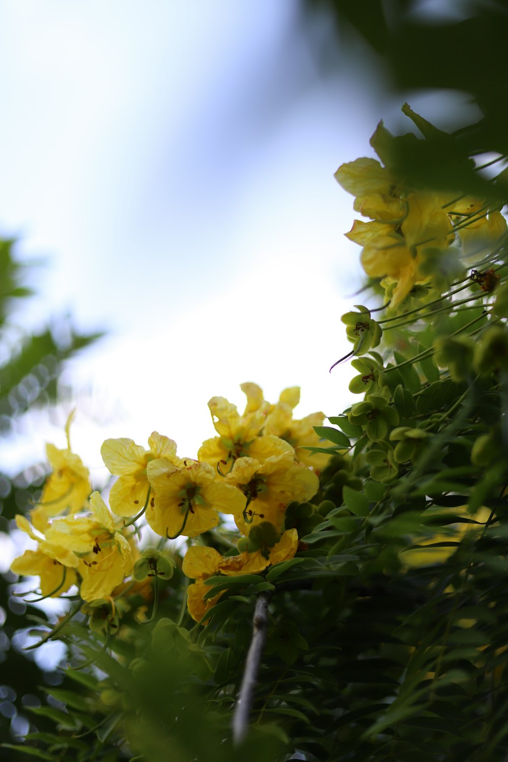 macro photography of yellow flowers