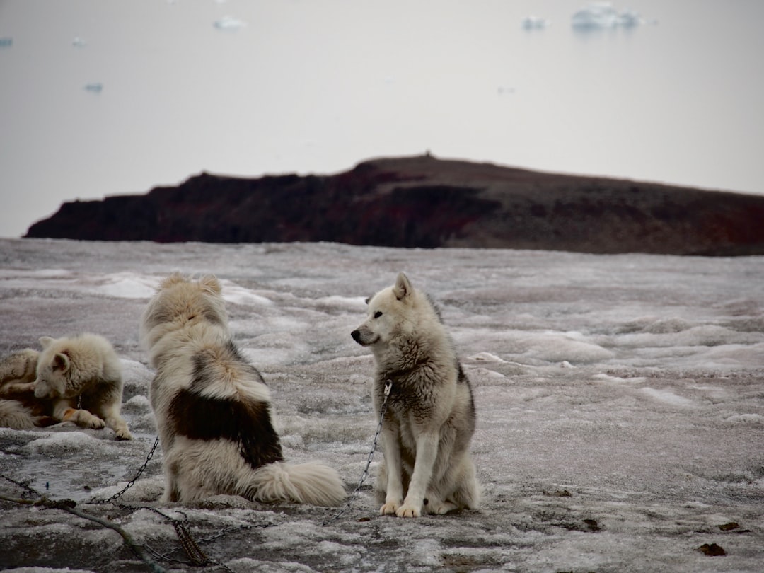 three brown-and-black dogs, Greenlandic dogs waiting in a glacier for the sled.