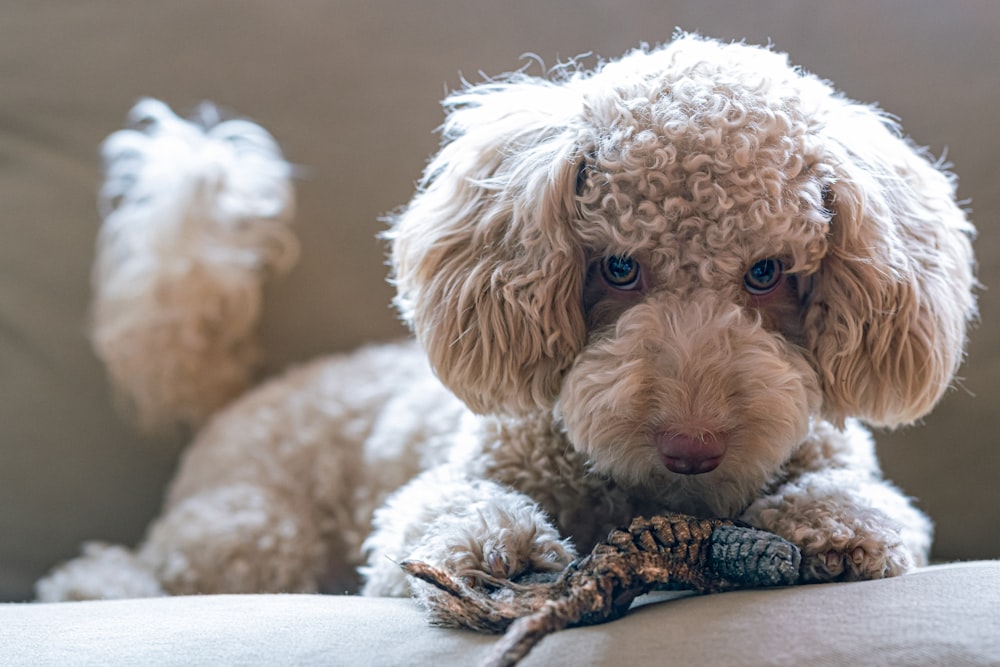 beige puppy plush toy