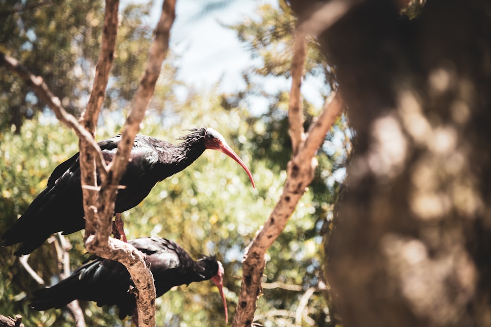 two black birds on tree during daytime