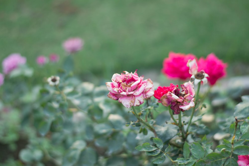 pink petaled flower plants