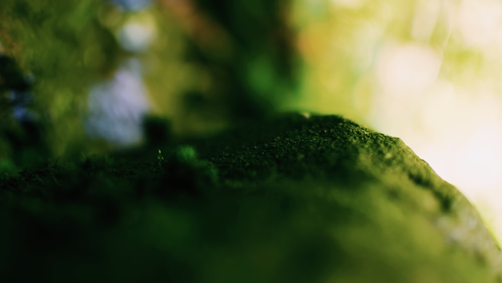 a close up of a moss covered rock