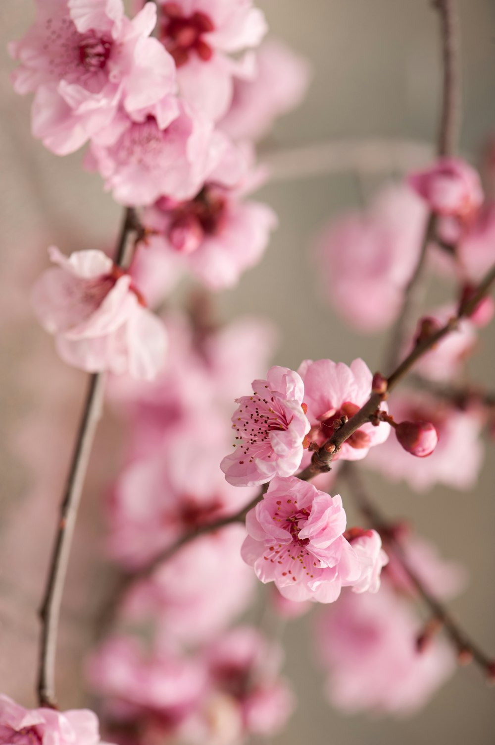 pink cherry blossom flowers