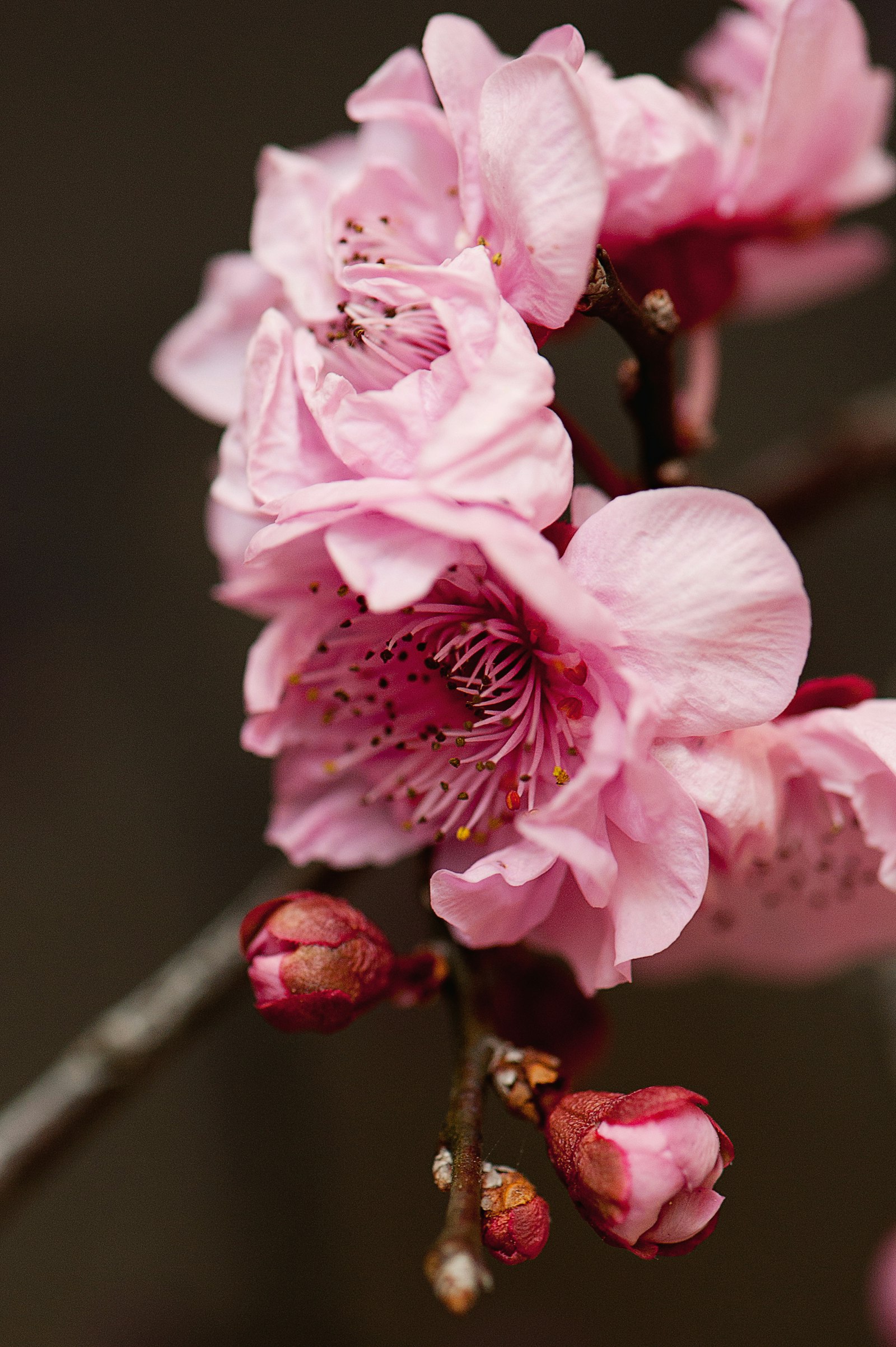 Nikon D700 + Nikon AF-S Micro-Nikkor 105mm F2.8G IF-ED VR sample photo. Pink flowers photography