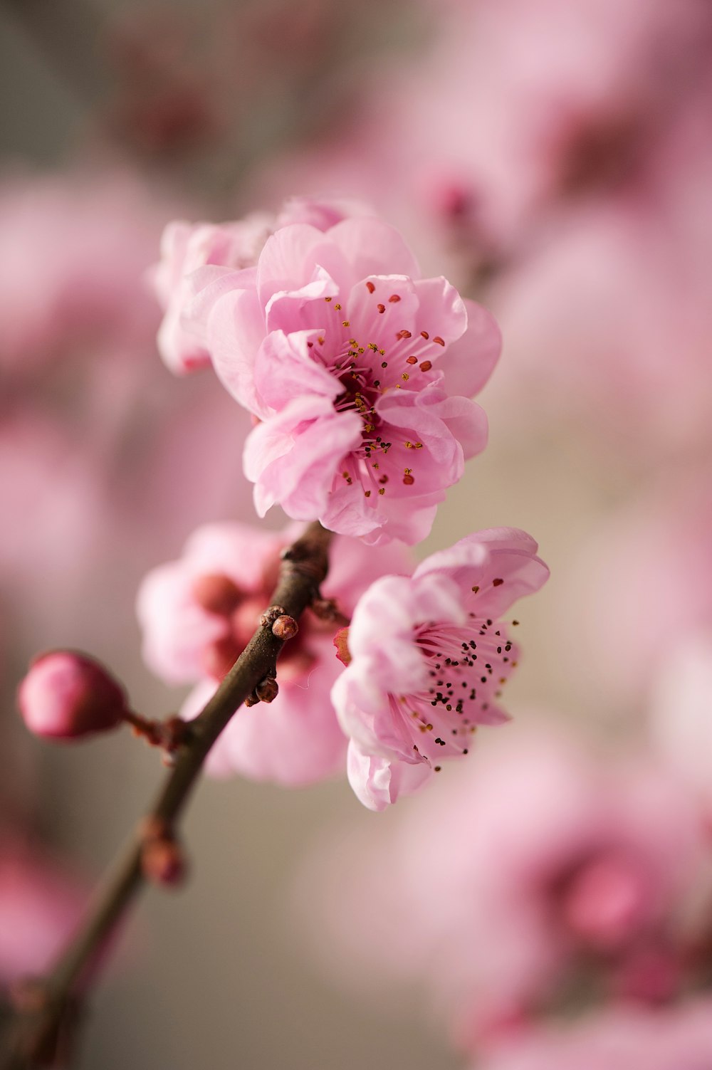 macro photography of pink cherry blossoms