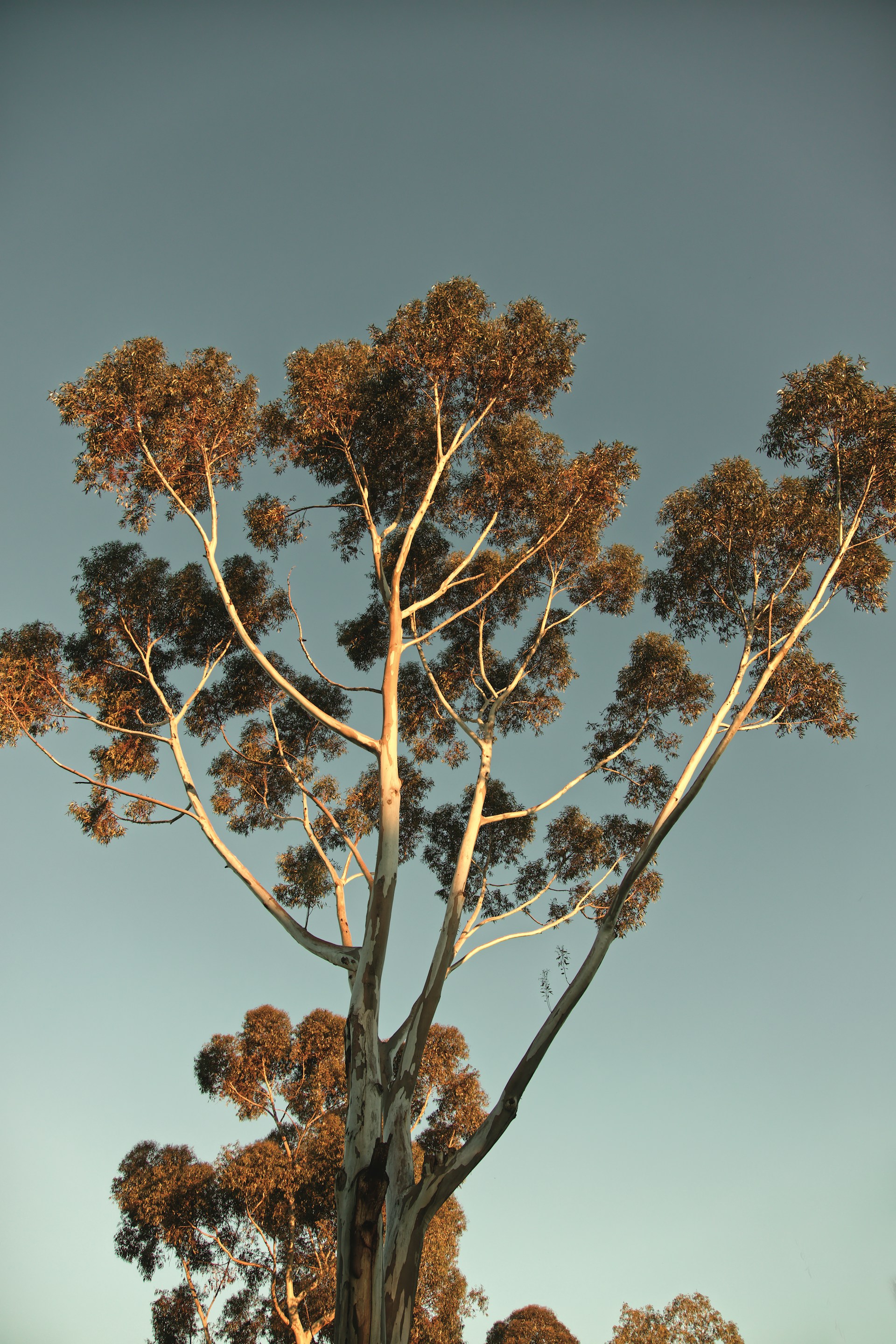 brown trees under gray sky