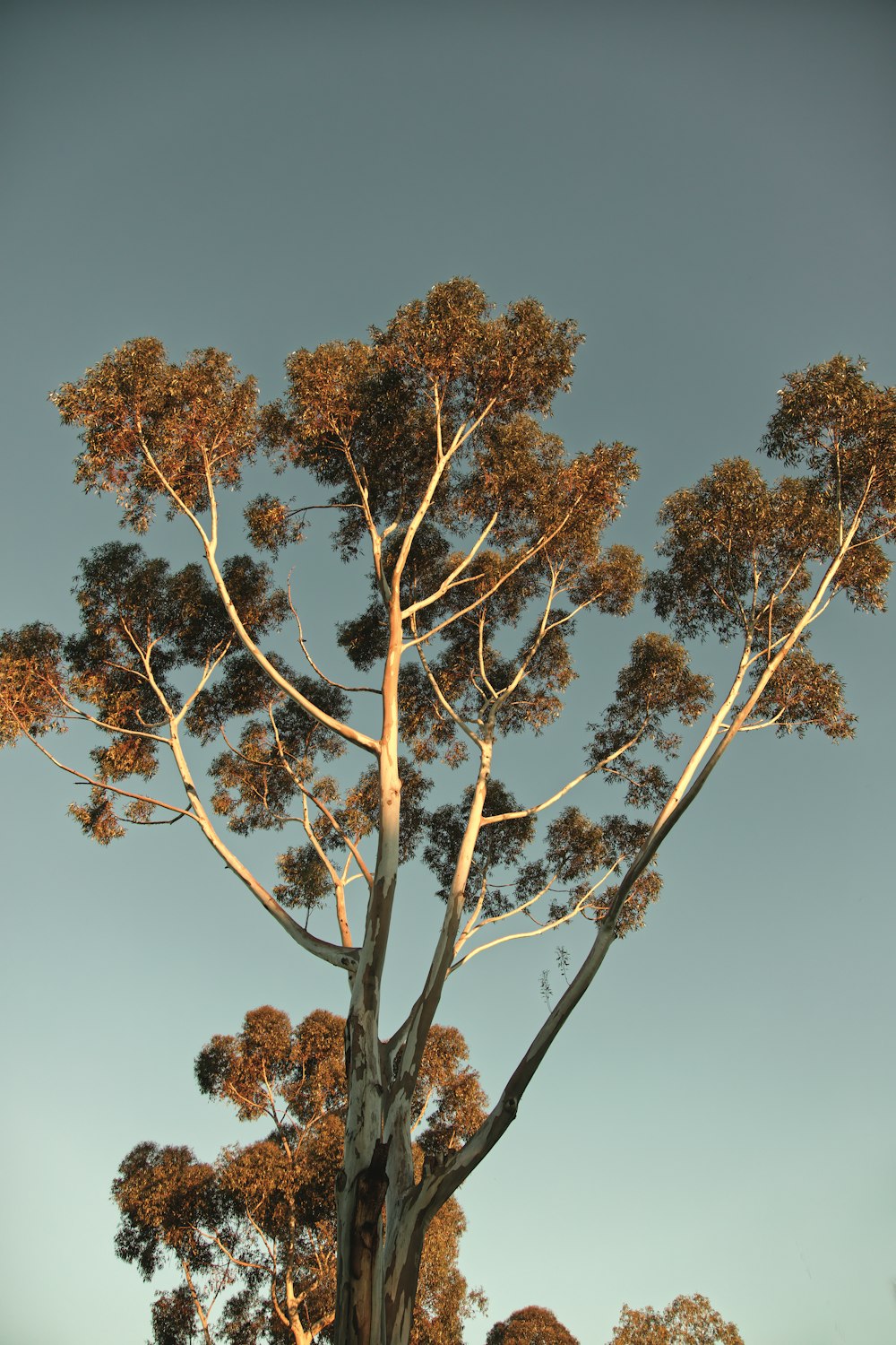 brown trees under gray sky