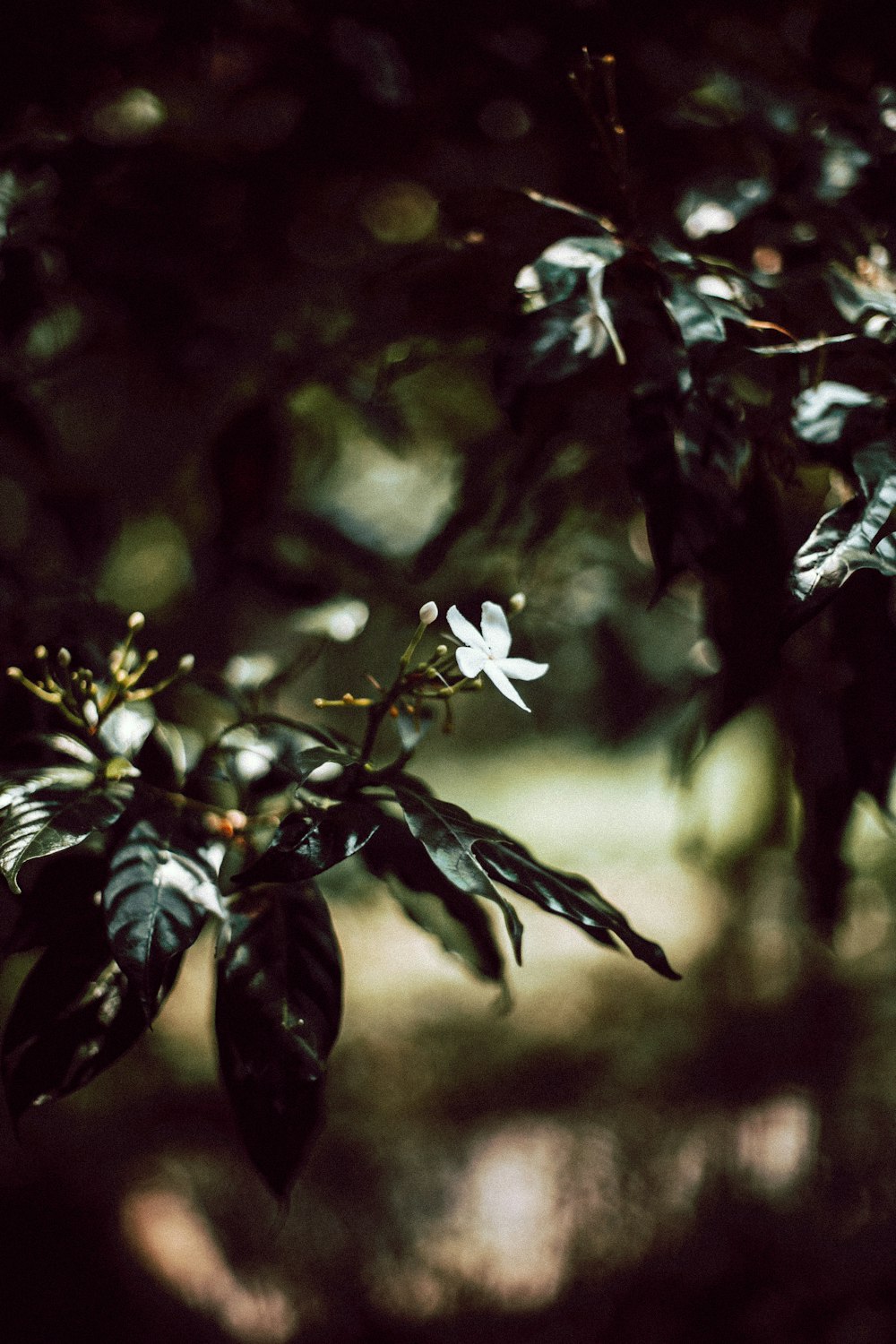 white petaled flower