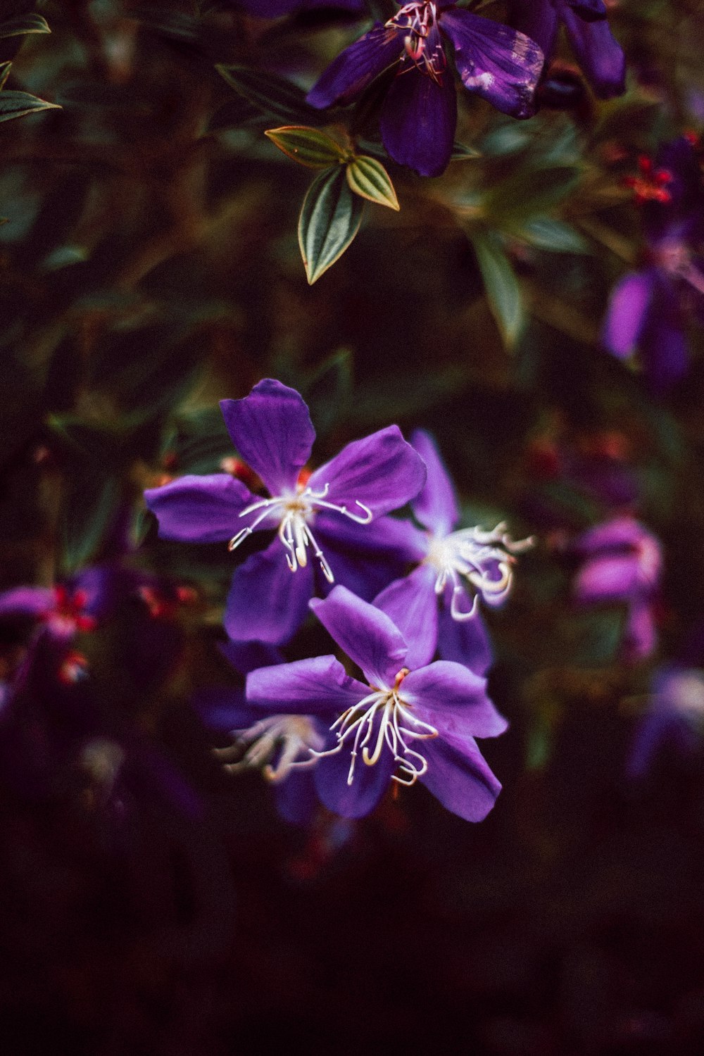 selective focus photography of purple-petaled flowers