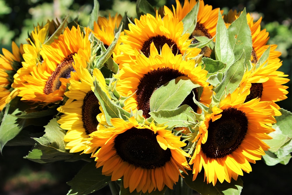 selective focus photography of yellow sunflowers during daytime