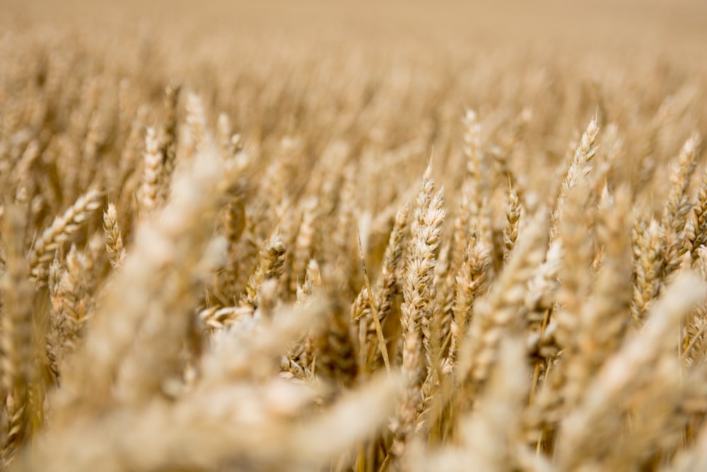 brown grass field