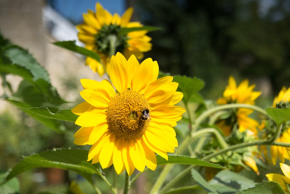 yellow gerbera flowers