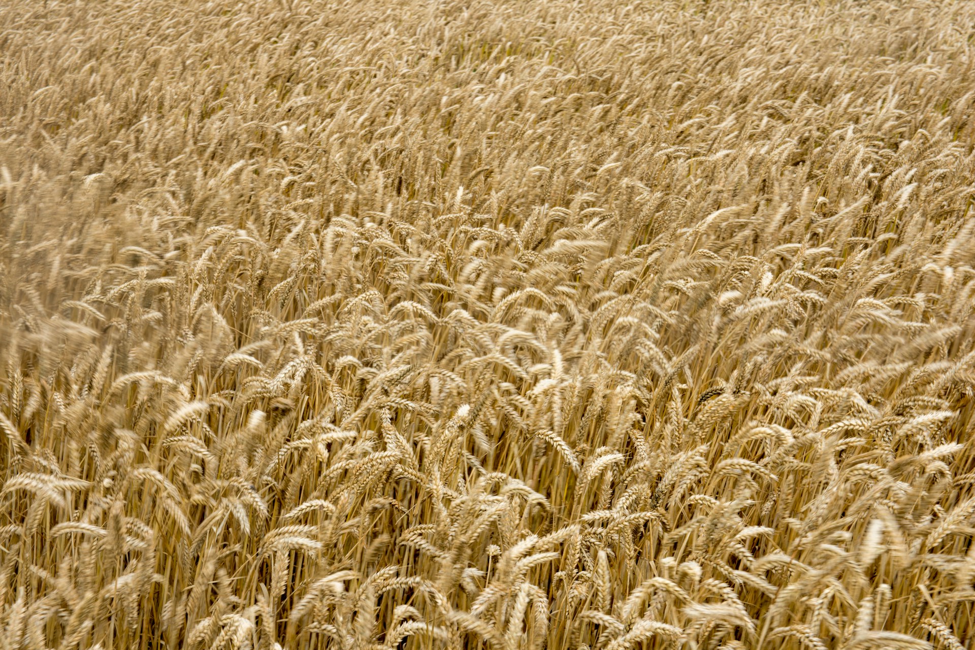 woman wearing yellow long-sleeved dress under white clouds and blue sky during daytime