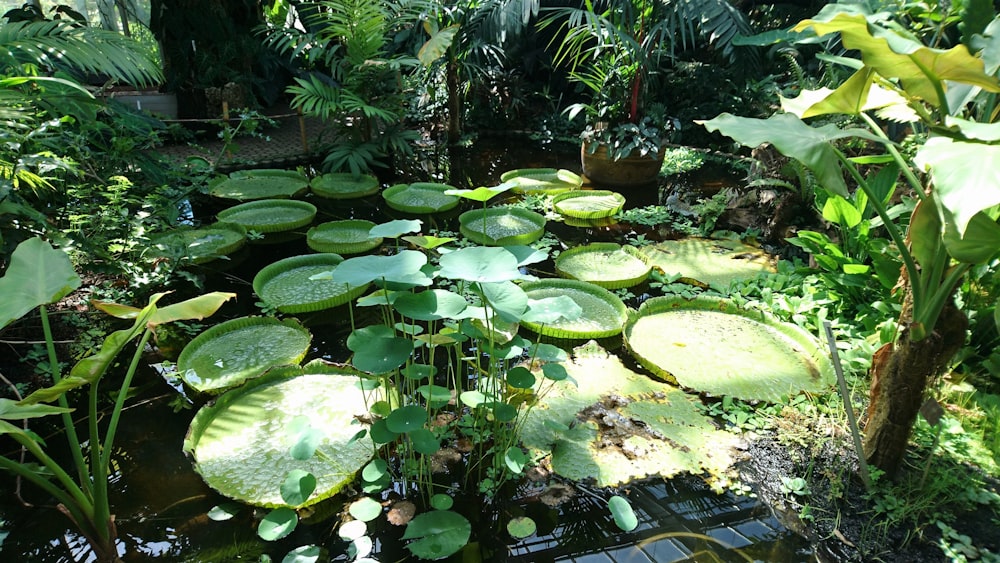 green lily pods during daytime