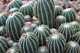 green cacti during daytime
