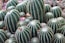 green cacti during daytime