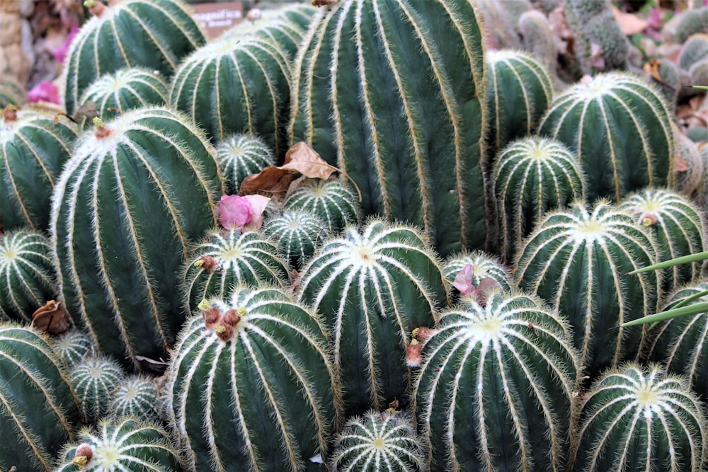 green cacti during daytime