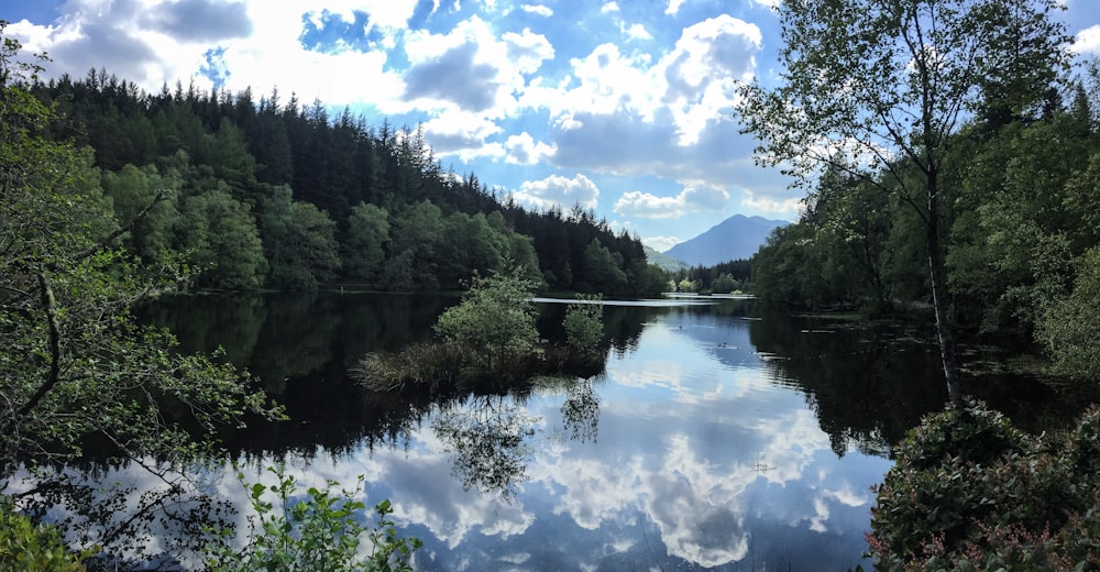 green-leafed trees near body of water