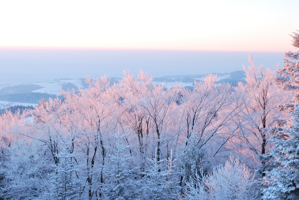 snow-covered trees