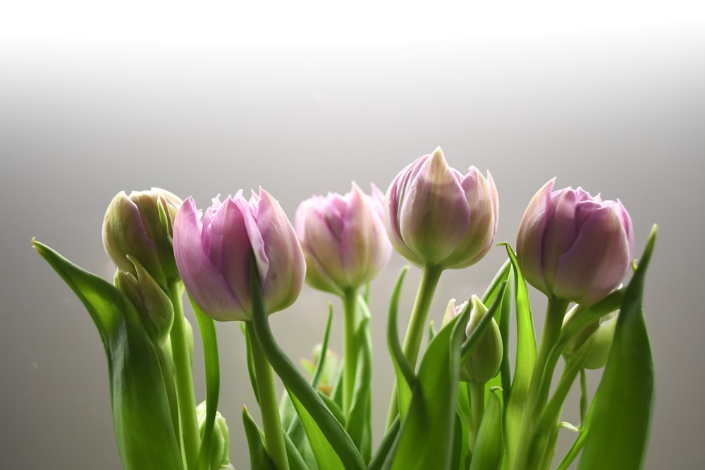 pink tulips with green leaves