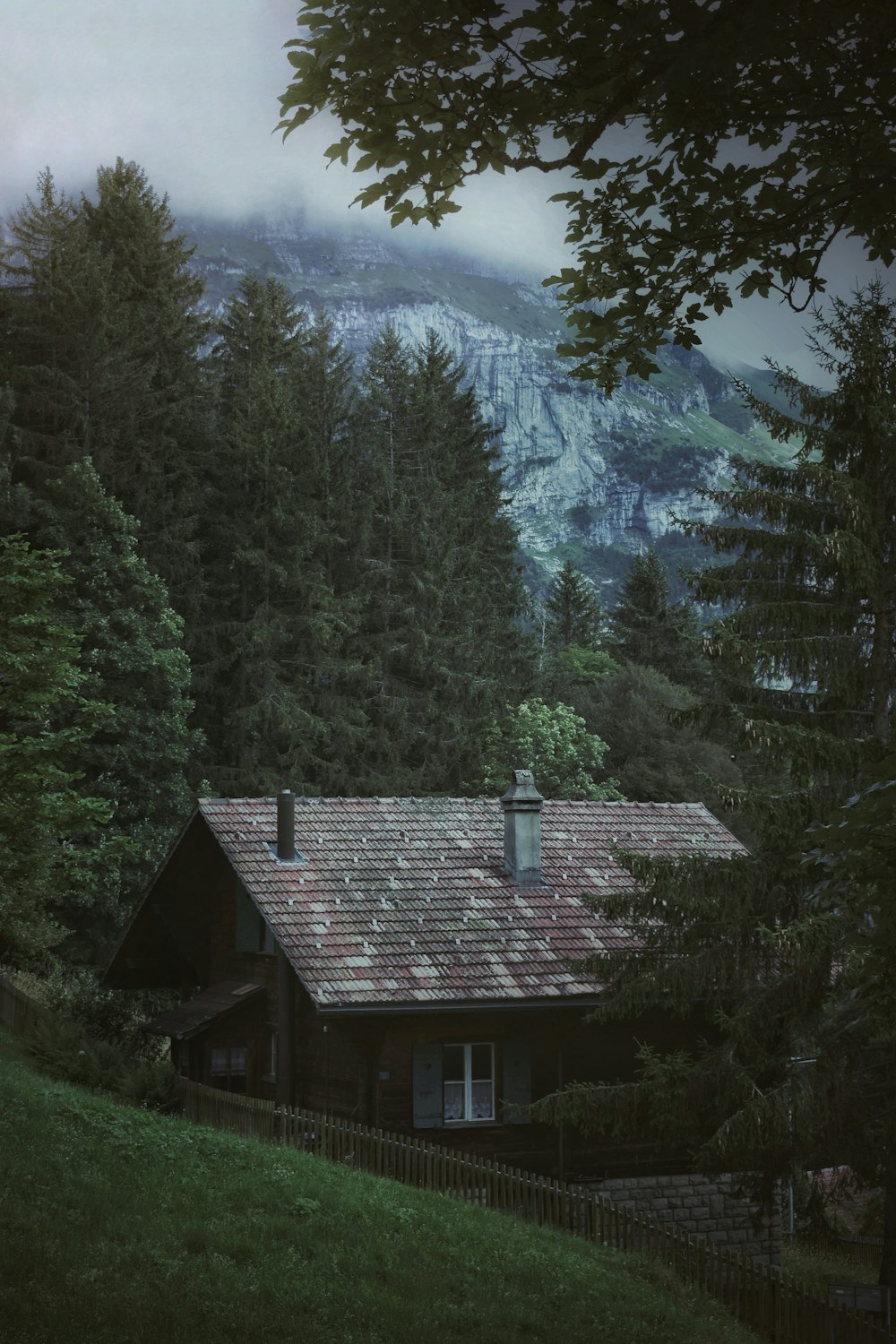 house near trees