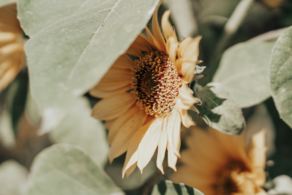sunflower photograph