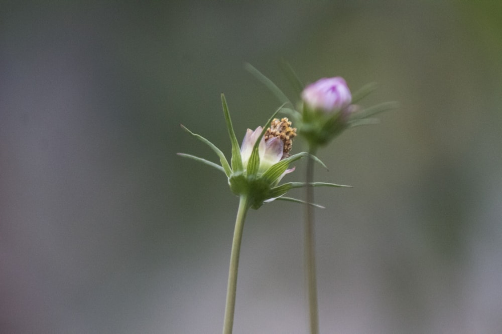 selective focus photography of pink flower