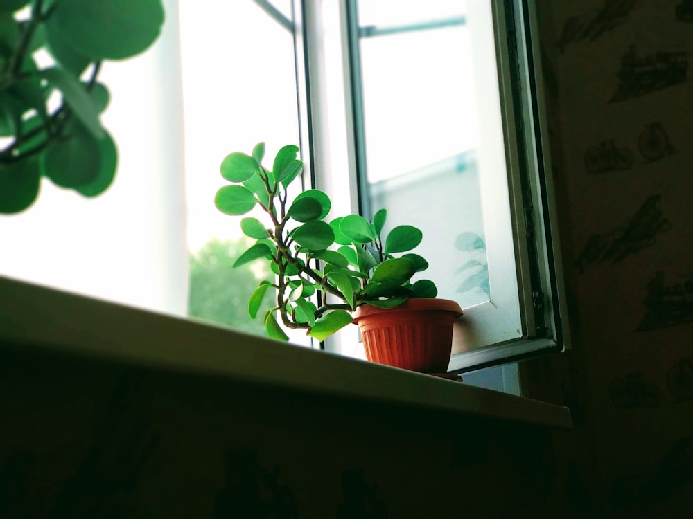 photo of green plant on orange plastic pot