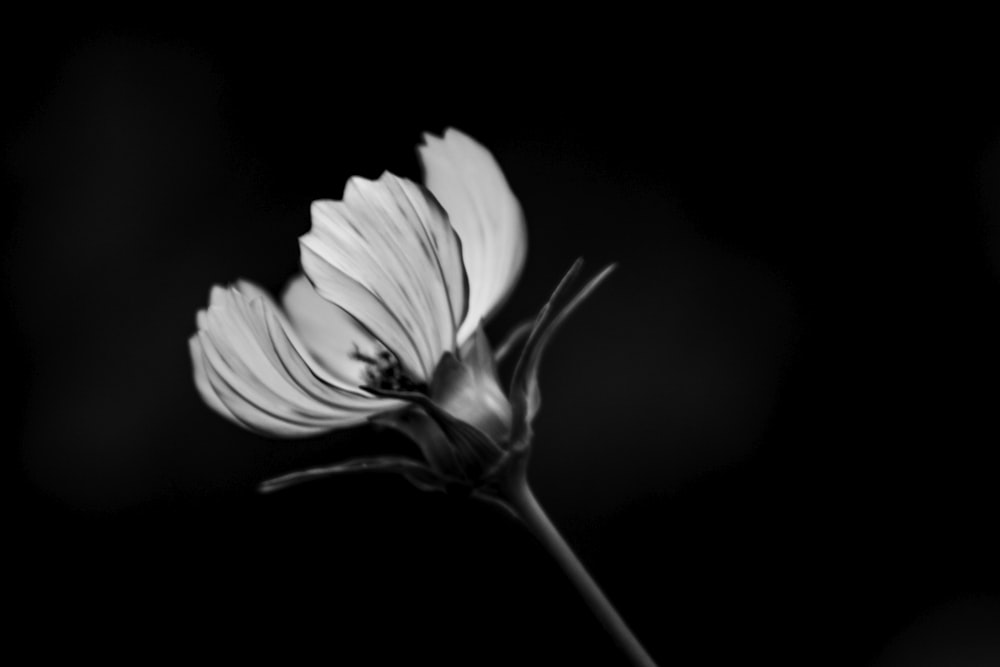 grayscale photo of flower