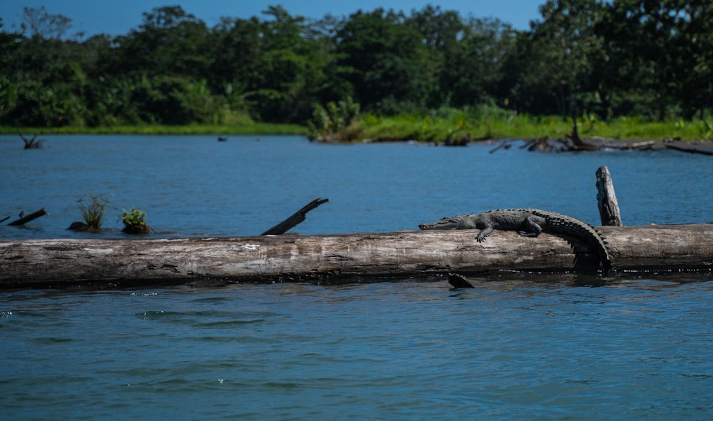 gray crocodile on fallen tree on body of water
