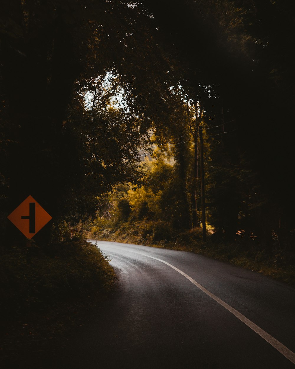 gray concrete road between trees