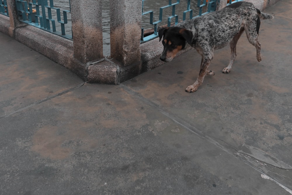 black and gray speckled dog