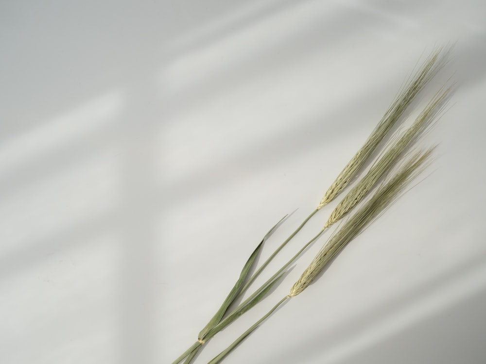 green wheat grains