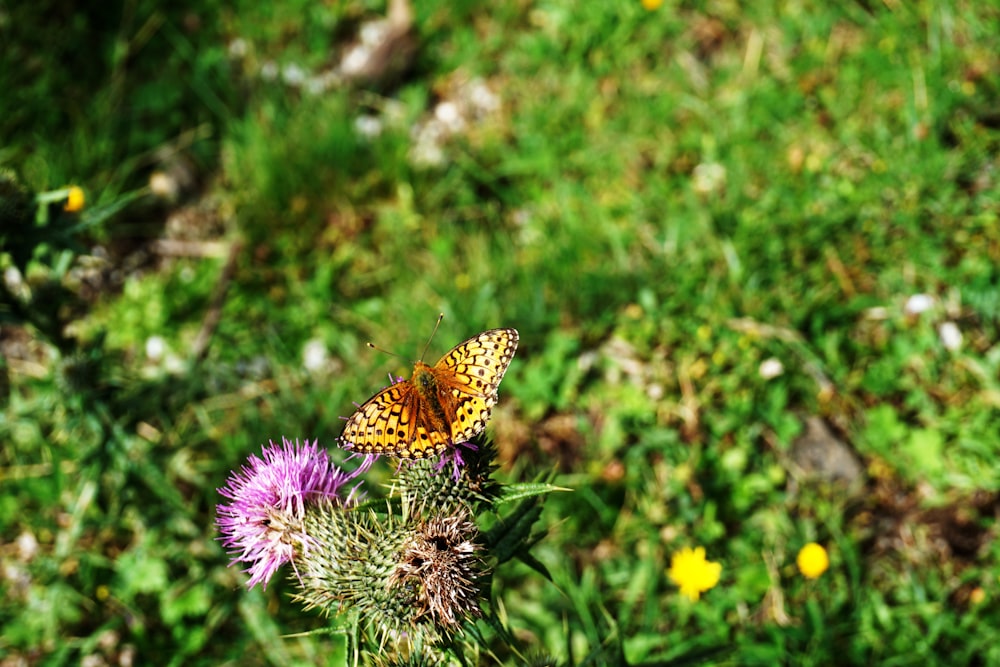 orange butterfly