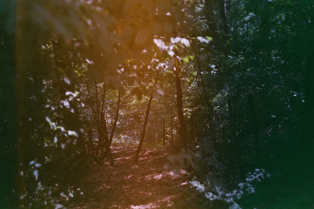 green leafy trees