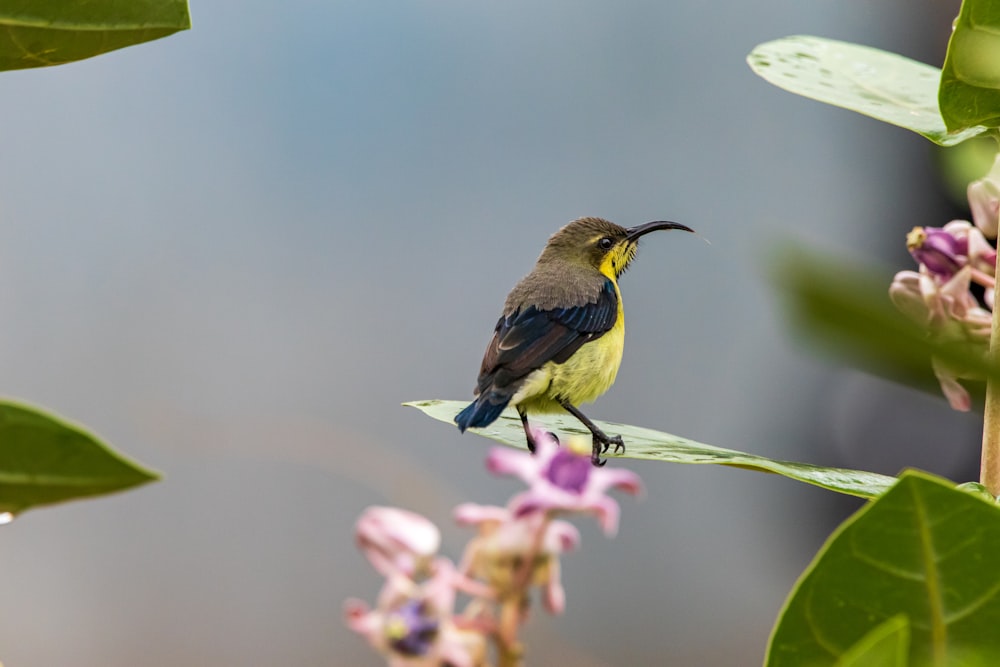 Colibrí negro y verde